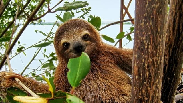 Uvita:Sloth Watching Trail-The best sloth tour in Costa Rica - Photo 5 (Gallery view)