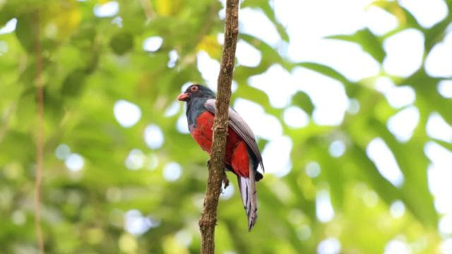 Arenal’s Best Sloth Tour: A Unique Wildlife Experience - Dominican Republic
