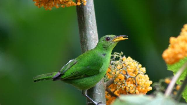 La Fortuna: Bird Watching Tour at Natura Park - Photo 3 (Gallery view)
