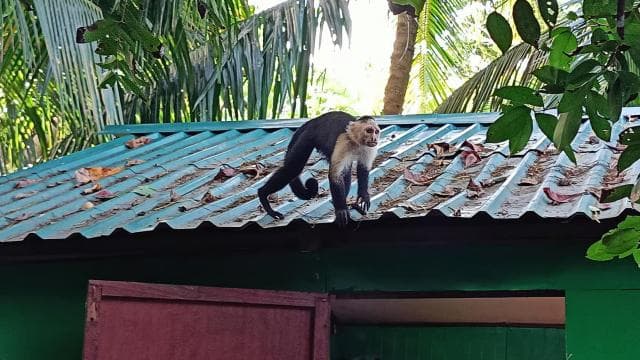 Cahuita: Národní park Wildlife & Prohlídka s průvodcem - Photo 3 (Gallery view)