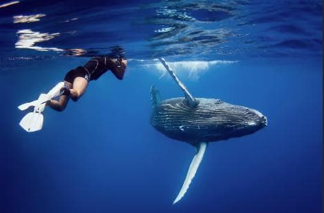 Punta Cana: Samana Whale Watching Cruise - Photo 5 (Gallery view)
