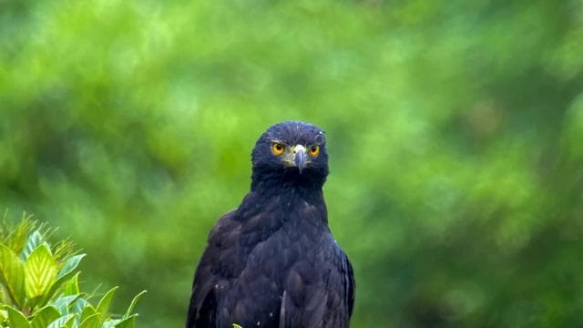 Manuel Antonio: Birdwatching exclusive tour - Photo 3 (Gallery view)