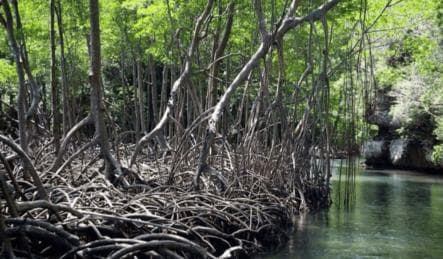 Samana: Los Haitises, Caño Hondo, Kayak Tour with Lunch - Photo 2 (Gallery view)