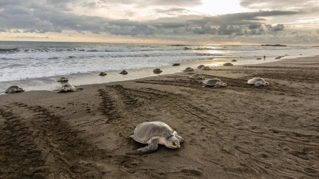 Kostarika: Státisíce morských korytnačiek Olive Ridley - Photo 3 (Gallery view)