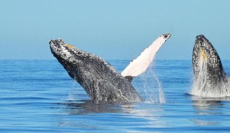 Samana: Guided Day Trip with Buffet Lunch and Whale Watching - Photo 4 (Gallery view)