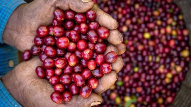 Monteverde: visita a una finca de café y tostaduría con degustación - Photo 2 (Gallery view)