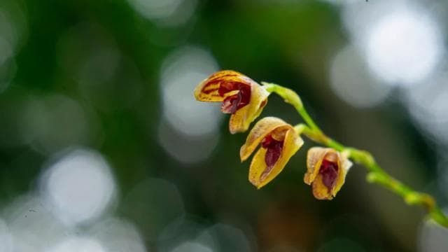 Monteverde: Hanging Bridges in the Cloud Forest Guided Tour - Photo 3 (Gallery view)