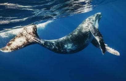 Samana: Half Day Whale Watching Humpback Whale Watching - Photo 3 (Gallery view)