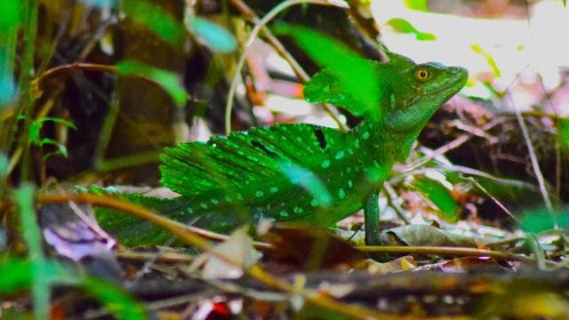 Tortuguero: Jaguar Trail Guided Hike "Feel the Rainforest" - Dominican Republic