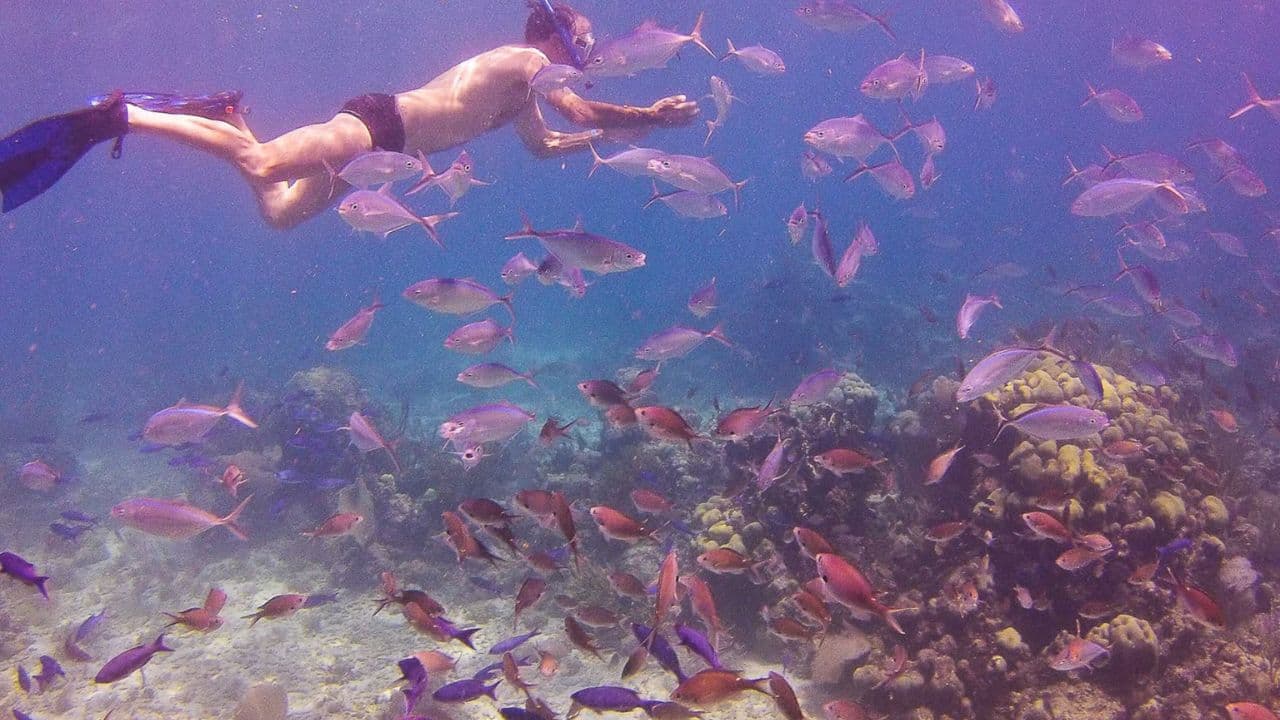 Catalina Island Tour: Boat, Beach Stay, Lunch & Free Drinks - Dominican Republic