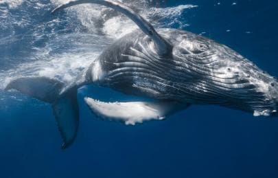 From Santo Domingo: Whale Watching & Cayo Levantado - Photo 4 (Gallery view)