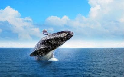 Samana: Private Whale Watching Half Day Trip - Dominican Republic