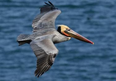 From Las Terrenas: Guided Tour of Los Haitises National Park - Photo 4 (Gallery view)