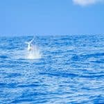 Punta Cana'dan: İçeceklerle Tekneyle Derin Deniz Balıkçılığı Turu - Photo 3 (Gallery view)