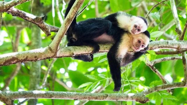 Tortuguero: Day walk in Tortuguero National Park (Jaguar) - Photo 5 (Gallery view)