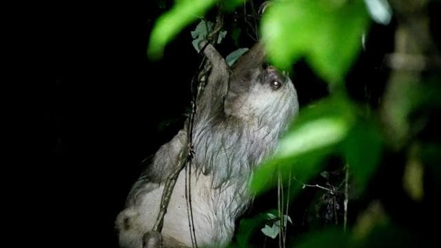 La Fortuna Night Walk in a High Biodiversity Rainforest - Dominican Republic
