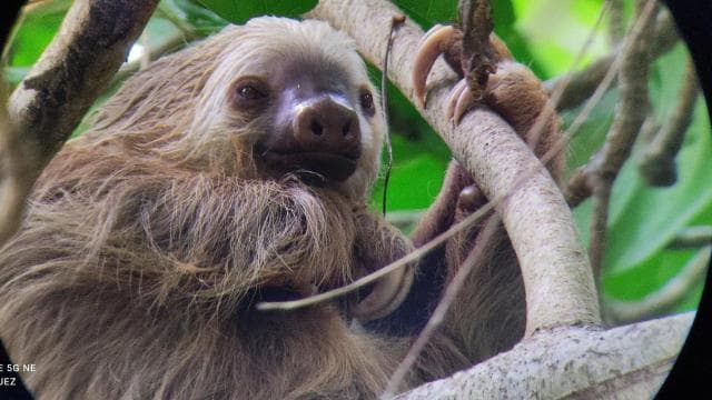Cahuita: Hiking tour and wildlife spotting - Dominican Republic