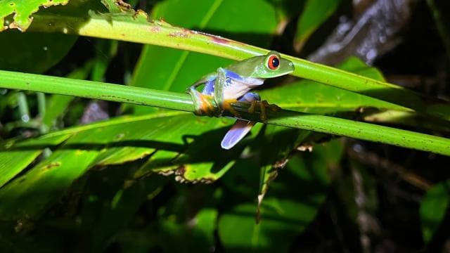 Tortuguero: Discover Hidden Nightlife of the Rainforest - Photo 2 (Gallery view)