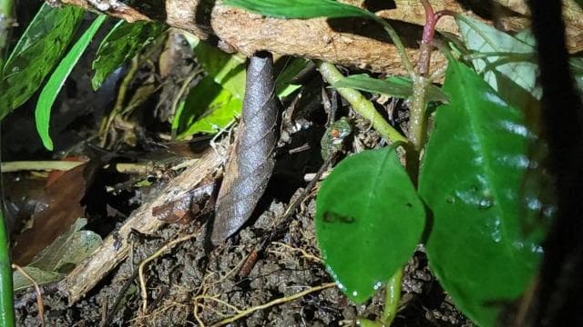 Santa Elena: Wildlife Refuge Monteverde Night Walking Tour - Photo 2 (Gallery view)