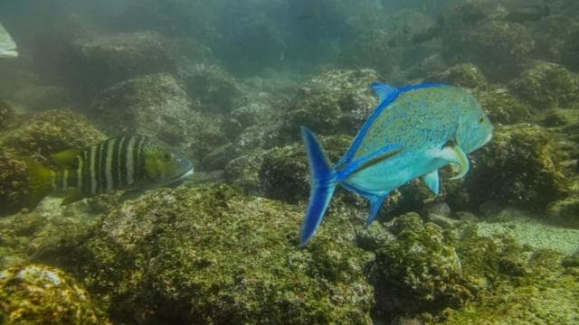 Tamarindo: tour guidato di snorkeling con avvistamento di vita marina - Photo 2 (Gallery view)