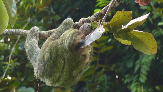La Fortuna: Sloth Tour in the Wild - Photo 5 (Gallery view)