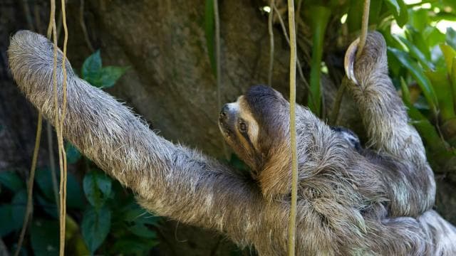 Uvita:Sloth Watching Trail-The best sloth tour in Costa Rica - Photo 2 (Gallery view)