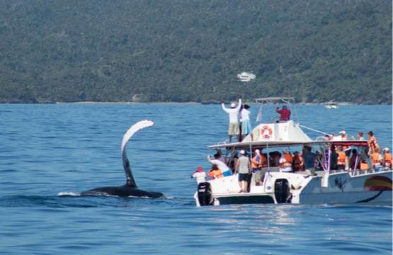 Samana: Bay of Samana Whale Watching Experience - Photo 4 (Gallery view)