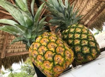 Saona Island Day Trip + Lobsters Included - Dominican Republic