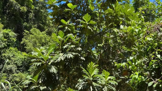 San Juan - Arecibo: midwest expedition waterfalls and beach - Photo 2 (Gallery view)