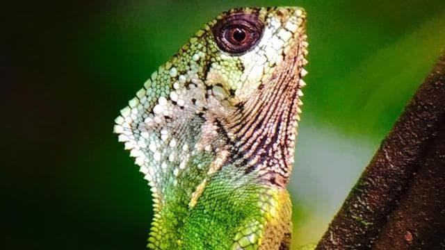 Manuel Antonio: Wildlife and Beach Tour in National Park - Photo 3 (Gallery view)
