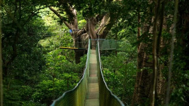 Rincón de la Vieja: Explore the Rainforest Hanging Bridges - Dominican Republic