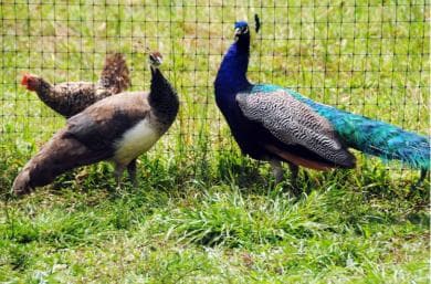 Punta Cana Xploration Animal Park Bus Tour with Hotel Pickup – Adults $90, Kids $68 - Photo 5 (Gallery view)