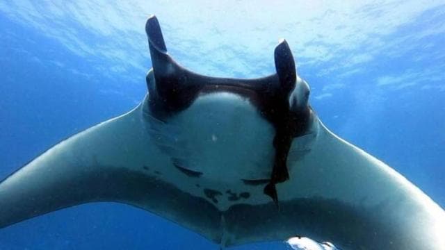 Tamarindo: Private Snorkeling Boat Charter Guanacaste - Dominican Republic