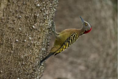 Los Haitises: Enfoque de vida silvestre al amanecer o al atardecer - Photo 4 (Gallery view)