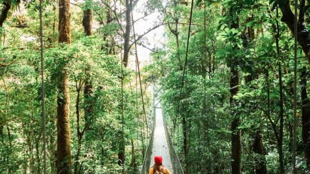 Monteverde: SkyWalk Hanging Bridges Adventure - Photo 3 (Gallery view)