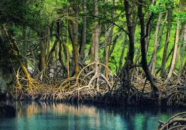 Boca Chica: Los Haitises Gide Randonnée ak Kayak - Photo 5 (Gallery view)