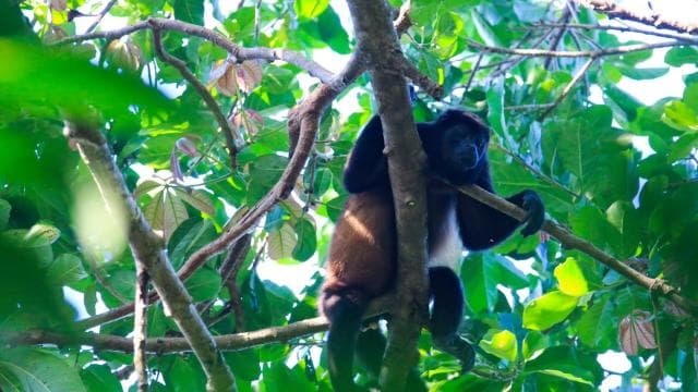 Terraba Sierpe National Wetlands - Mangrove Tour - Photo 5 (Gallery view)
