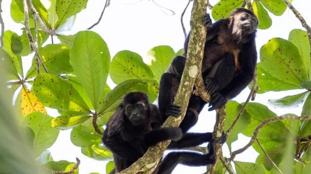 Puerto Limón: Tortuguero, Maratopia, Cahuita, banana plantation, and much more: tour - Photo 4 (Gallery view)