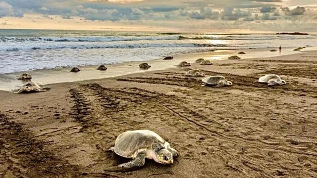 Playa Minas: Sea Turtle Watching Tour - Dominican Republic