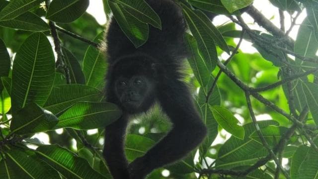 La Fortuna: Rainforest Nature Hike with Guide - Photo 2 (Gallery view)