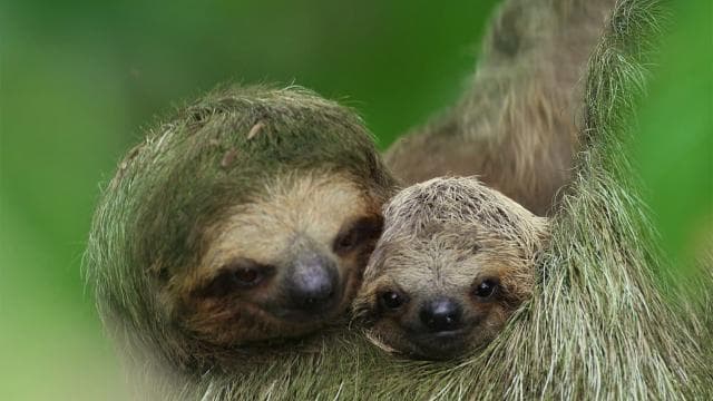 La Fortuna: Sloth Tour in the Wild - Photo 4 (Gallery view)