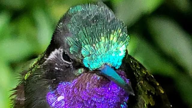 Monteverde: Cloud Forest Hanging Bridges Guided Tour - Photo 2 (Gallery view)