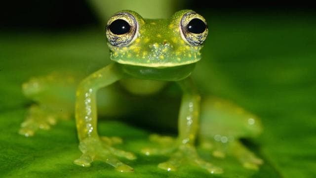 Uvita: Private Nature & Wildlife Night Tour Tropical Forest - Dominican Republic