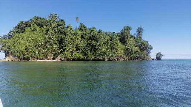 Manzanillo: Dolphin watching and Punta Mona Beach - Photo 4 (Gallery view)