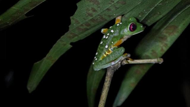 Manuel Antonio Night Jungle Tour - Photo 5 (Gallery view)