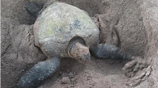 Turtle Nesting/Hatching on a secluded beach near Tamarindo - Photo 4 (Gallery view)