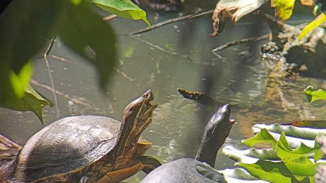 Snorkeling +Guided Hike at Cahuita National Park - Photo 3 (Gallery view)
