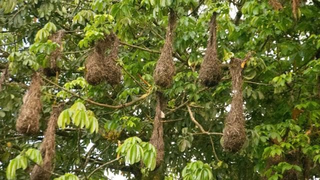 Motorboat Tour in Tortuguero National Park **BEST SELLER** - Dominican Republic