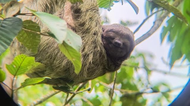 Rio Celeste Waterfall: Rain Forest Hike & Sloth Observation - Photo 4 (Gallery view)