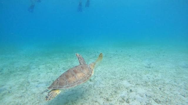 Culebra: Snorkel with Turtles - Photo 3 (Gallery view)